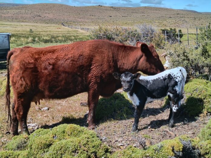 WhatsApp Image 2025-10-31 at 14.38.28(1)