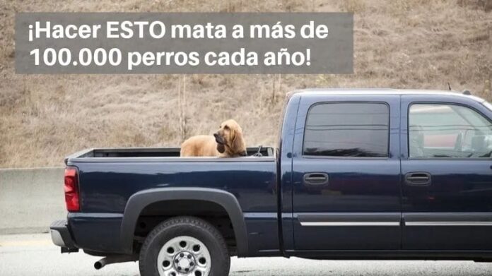  “Deja de poner a tus perros en la caja de tu camioneta, más de 100.000 perros mueren cada año por eso”.