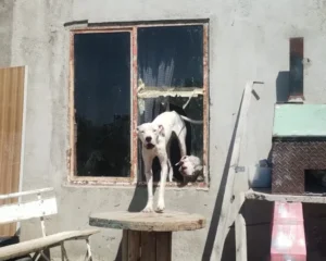 La situación del desmoronamiento del cerro Hermite en Comodoro Rivadavia dejó al descubierto la falta de servicios de castración de perros y gatos, así como la falta de conciencia y empatía en diversos casos.