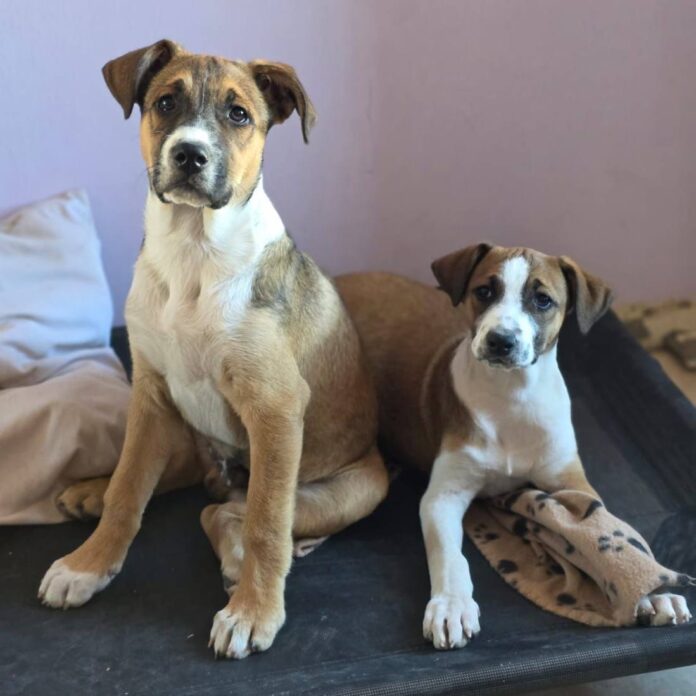 La nueva fiscal de la UFE-AyDA de Comodoro Rivadavia, la Dra. Verona Dagotto, y su equipo decidieron devolver esos dos cachorros a sus tutores maltratadores.