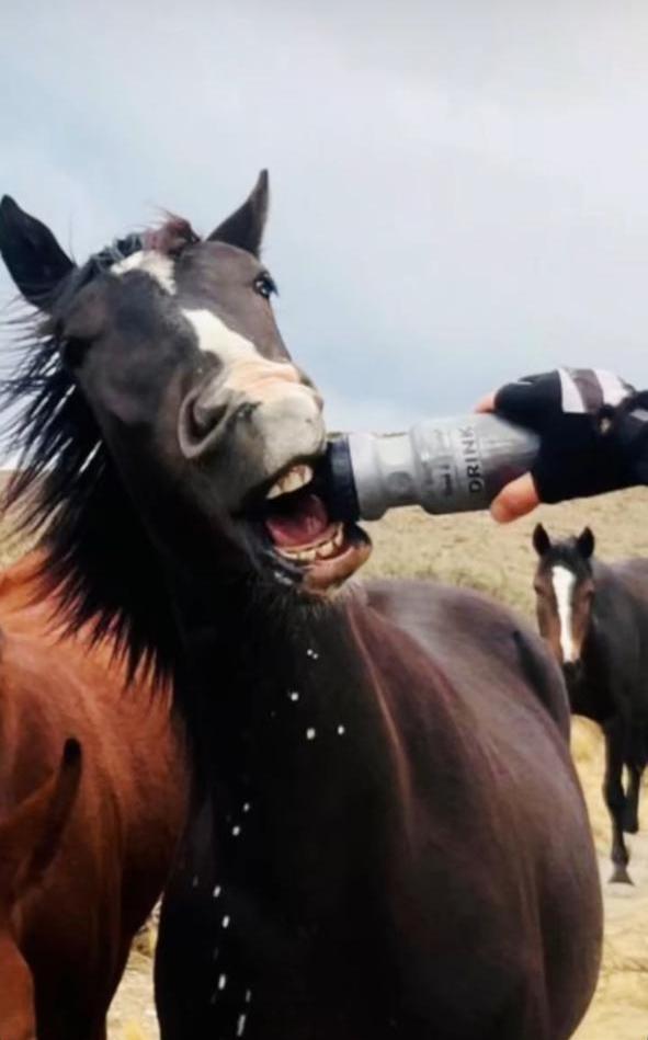 La nueva fiscal jefa, Verona Dagotto, decide no presentar el caso Toreto ante un juez para pedir la apertura de la investigación y lo desestima, aun teniendo varios indicios para avanzar.